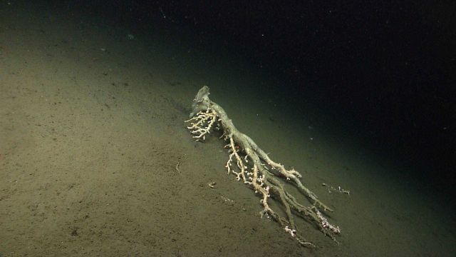 Deep sea coral Picture