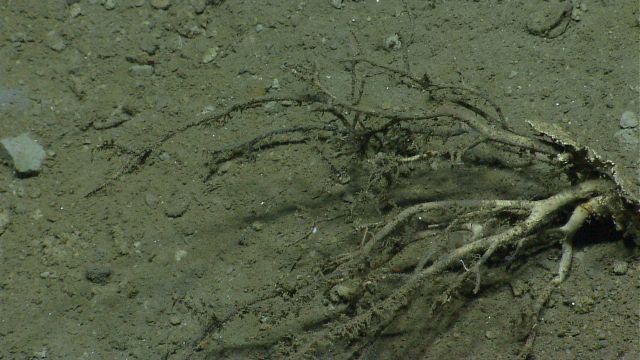 Deep sea coral. Picture