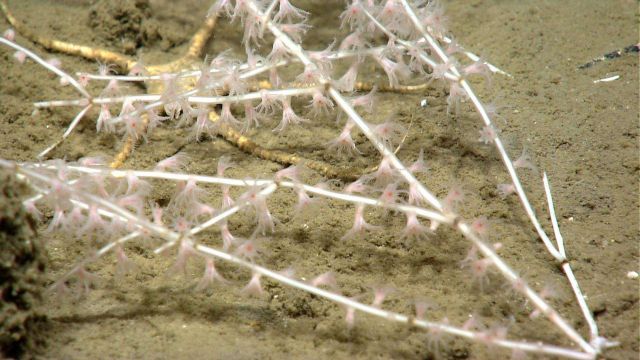 Deep sea coral. Picture
