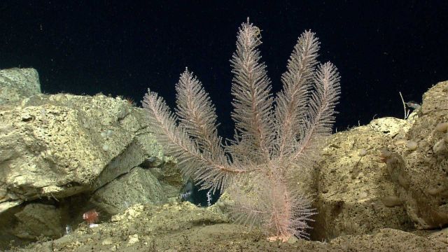 Deep sea coral. Picture