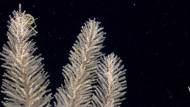Deep sea coral. Picture
