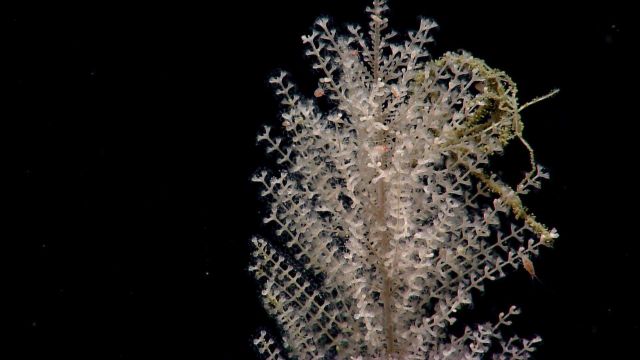 Deep sea coral. Picture