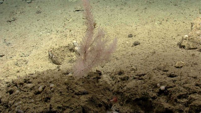 Deep sea coral. Picture