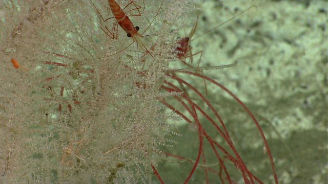 Deep sea coral. Picture