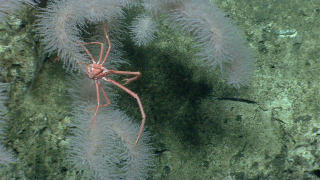 Deep sea coral. Picture