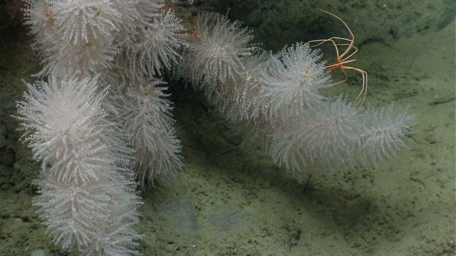 Deep sea coral. Picture