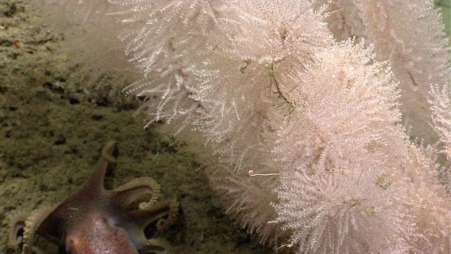 Deep sea coral. Picture