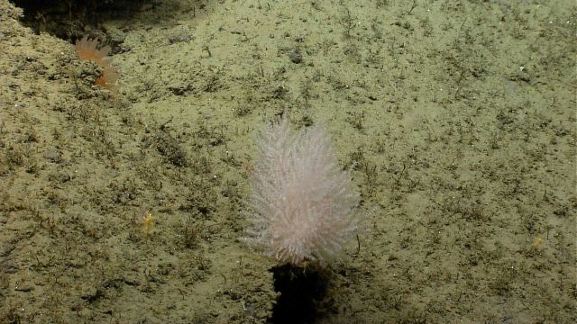 Deep sea coral. Picture