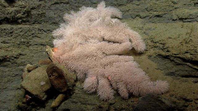 Deep sea coral. Picture