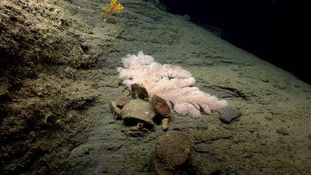 Deep sea coral. Picture