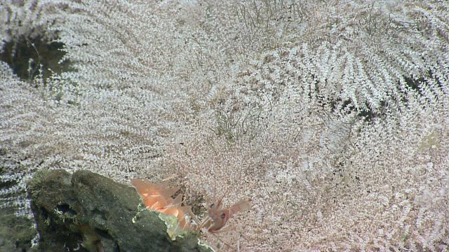 Deep sea coral. Picture
