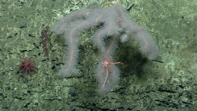 Deep sea coral. Picture