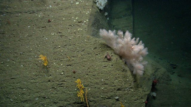 Deep sea coral. Picture