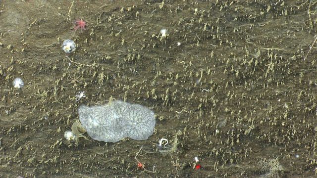 Deep sea coral. Picture