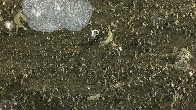 Deep sea coral. Picture