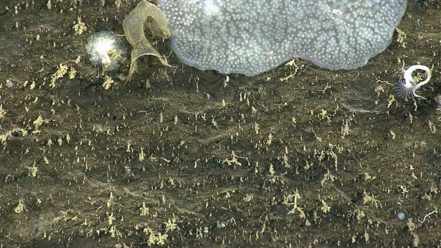Deep sea coral. Picture