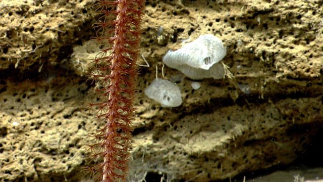 Deep sea coral. Picture