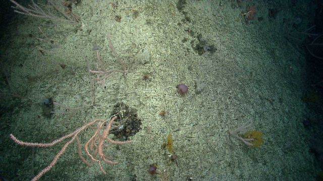 Deep sea coral. Picture