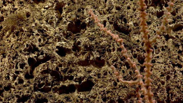 Deep sea coral. Picture