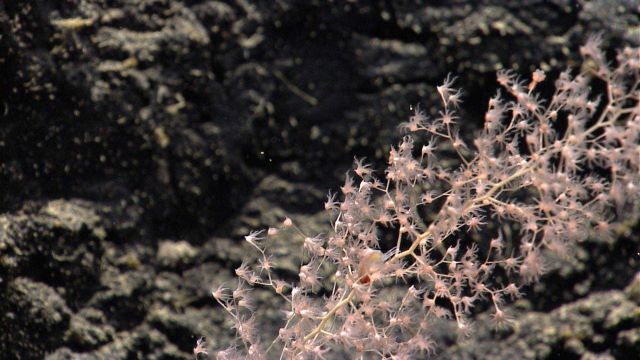 Deep sea coral. Picture