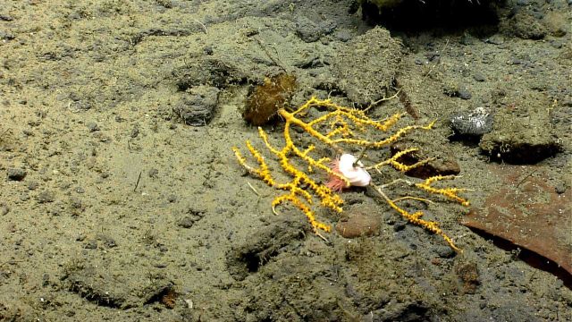 Deep sea coral. Picture