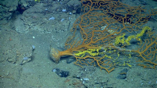 Deep sea coral. Picture