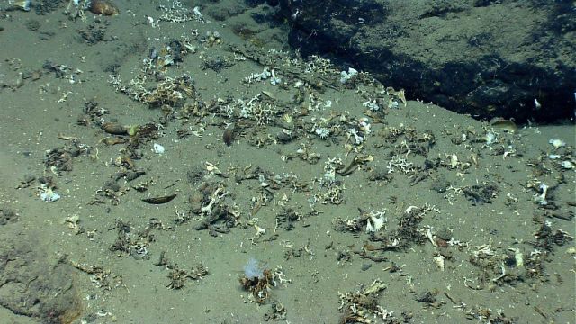 Deep sea coral. Picture