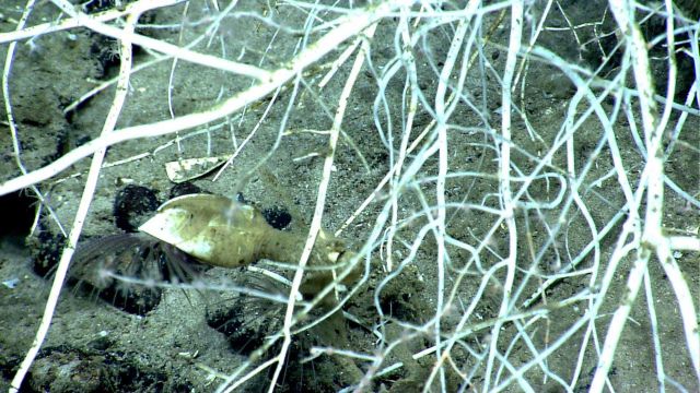 Deep sea coral. Picture
