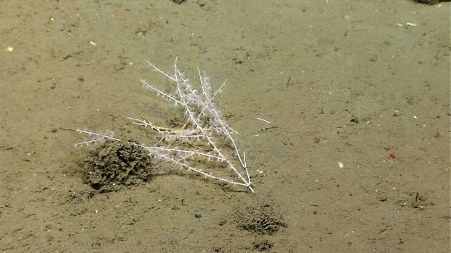 Deep sea coral. Picture