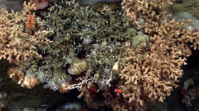 Deep sea coral. Picture