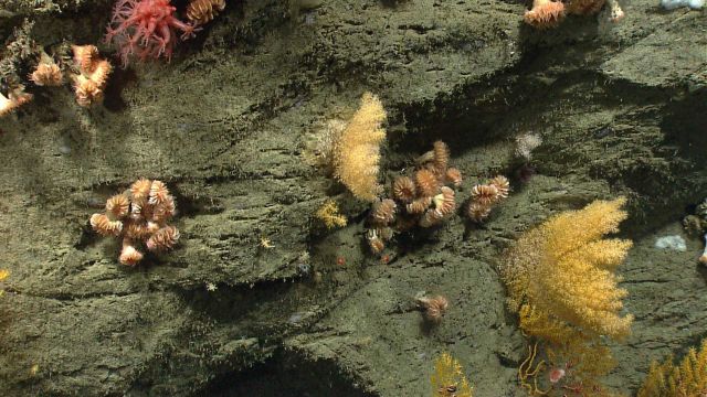 Deep sea coral. Picture