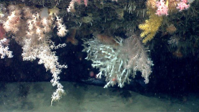Deep sea coral. Picture
