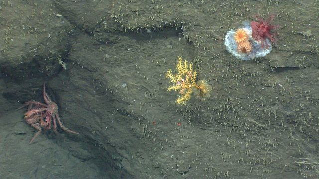 Deep sea coral. Picture