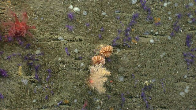 Deep sea coral. Picture
