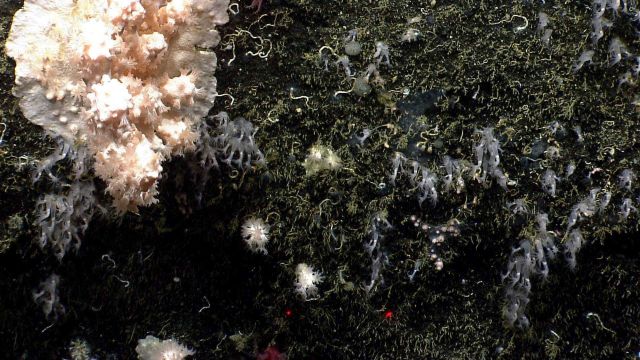 Deep sea coral. Picture