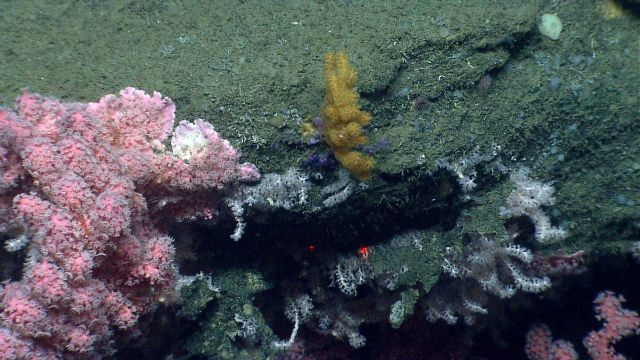 Deep sea coral. Picture
