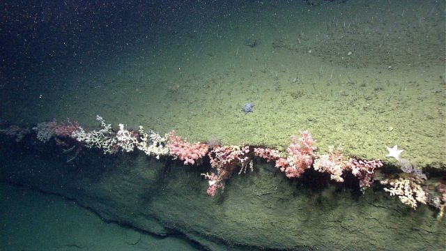 Deep sea coral. Picture