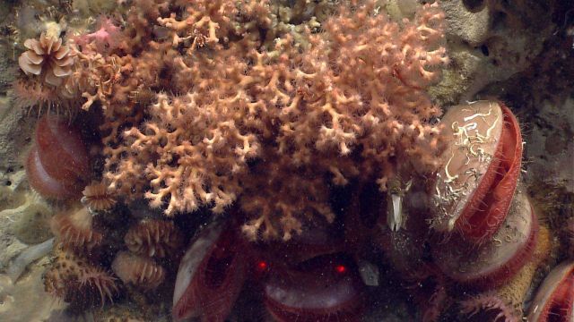 Deep sea coral. Picture