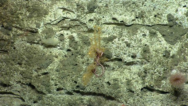 Deep sea coral. Picture