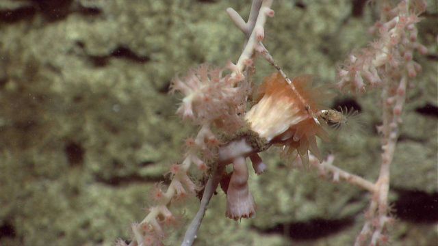 Deep sea coral. Picture