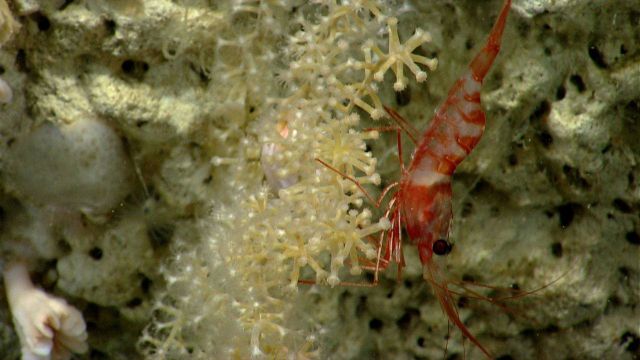 Deep sea coral. Picture