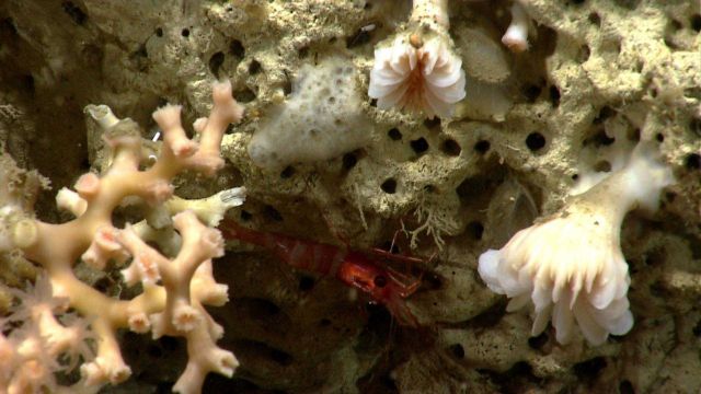 Deep sea coral. Picture