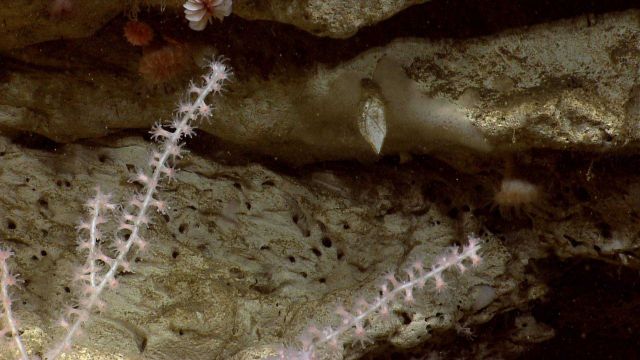 Deep sea coral. Picture