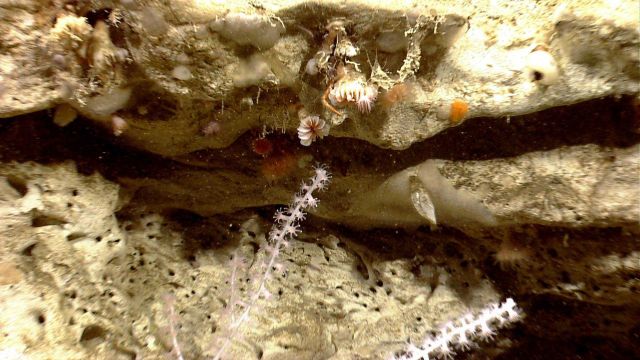 Deep sea coral. Picture