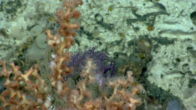 Deep sea coral. Picture