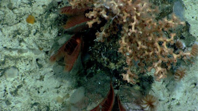 Deep sea coral. Picture
