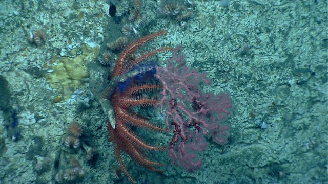 Deep sea coral. Picture