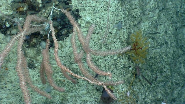 Deep sea coral. Picture