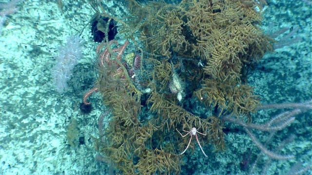Deep sea coral. Picture