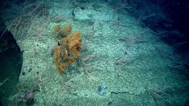Deep sea coral. Picture